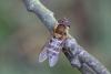 Syrphus torvus